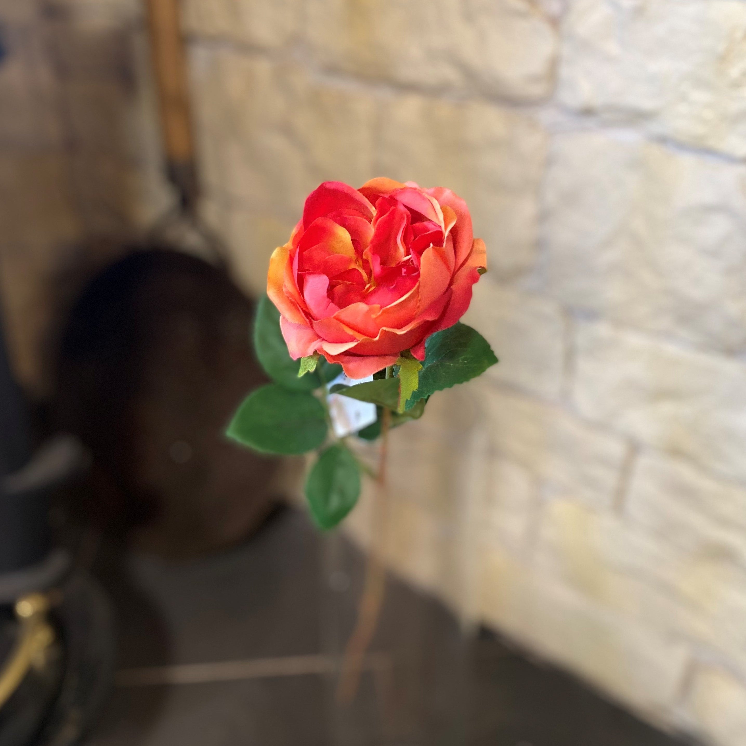 Globe Rose Peach